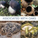 Macrofungi Associated with Oaks of Eastern North America