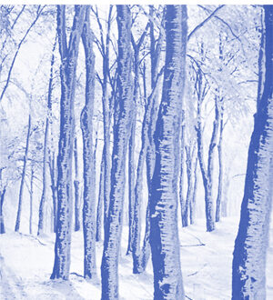 Woody Plants in Winter